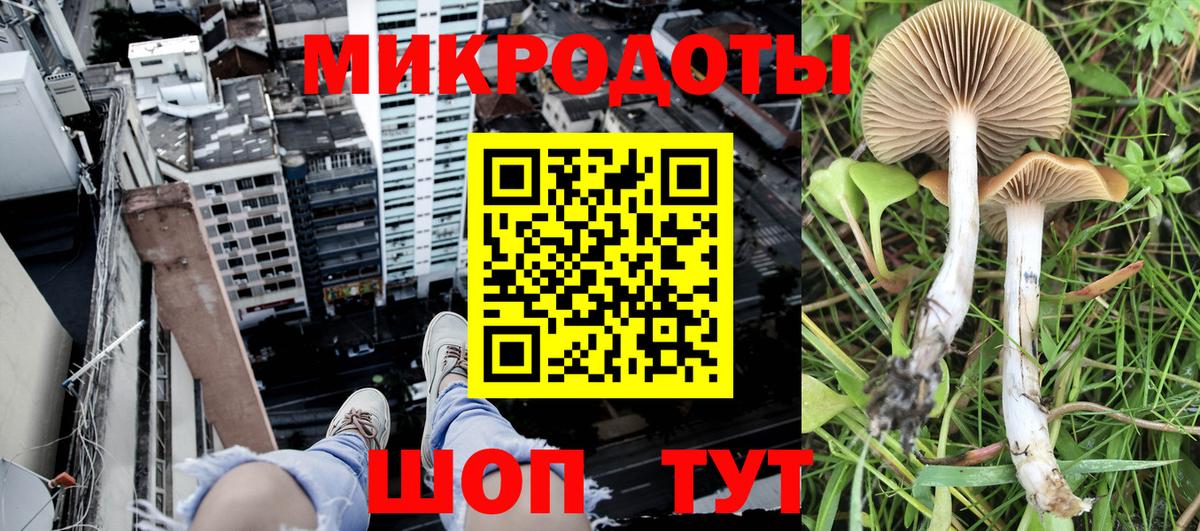 Псилоцибиновые грибы Psilocybine cubensis Дагестанские Огни